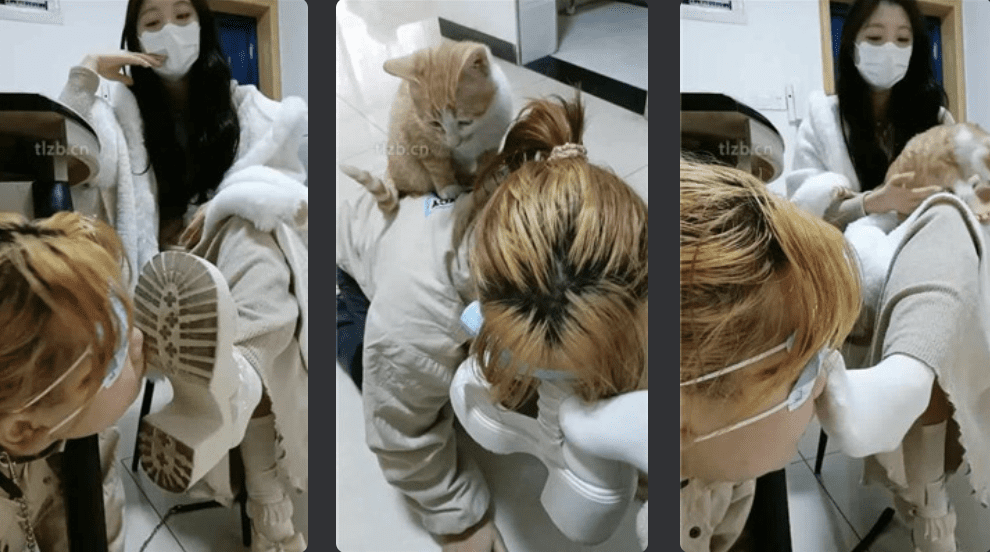 爱可呀 | 母畜尝试犬化调教之清理靴底/踩喂食/圣水