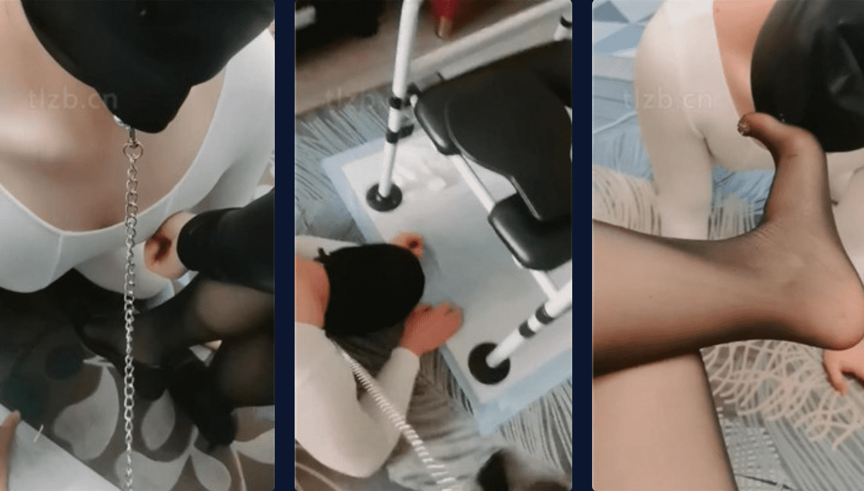 ホワイトフォックス | 捕獲犬の訓練