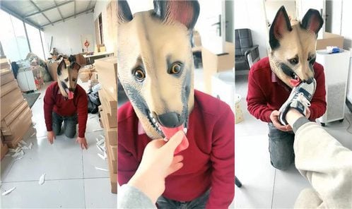 小原妈妈 | 彻底训化人形犬