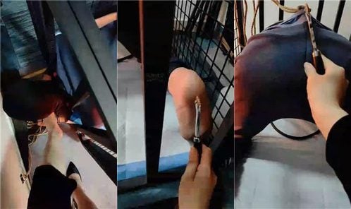 迷离 | 滚轮虐 囚禁狗笼