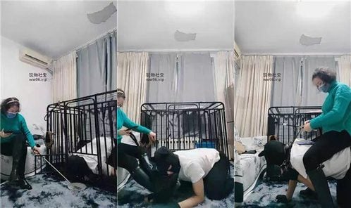 百变小妈 | 狗笼圈养犬化实录