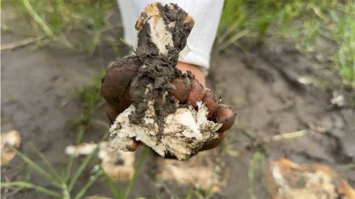 Beautiful | Barefoot in muddy ground, stepping on toast, including 1.5 minutes of verbal humiliation YC 250913