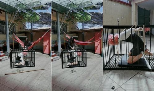 媚娘工作室 | 户外囚禁狗笼 JS250406-5